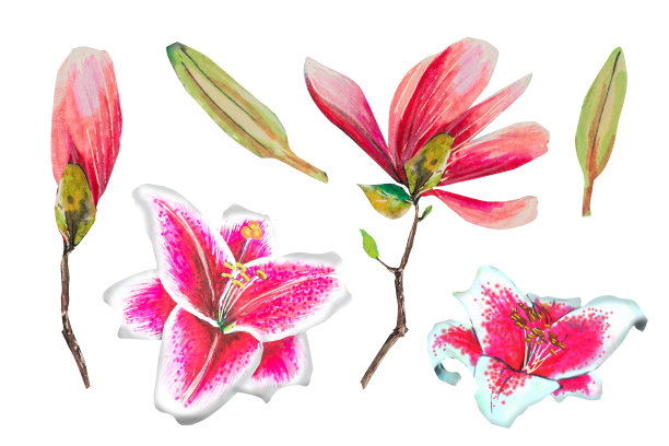 白玉兰与百合插画，笔画。这幅画是用酒精记号笔画的图片下载