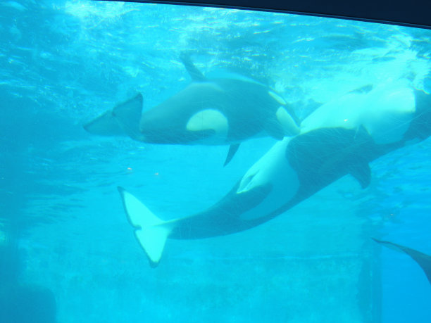 虎鲸妈妈正在喂虎鲸宝宝图片下载