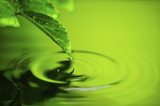 树叶上的水滴，水面上的涟漪图片下载