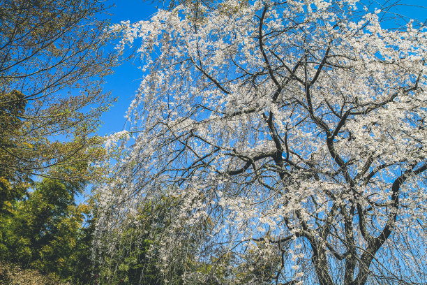 樱花与蓝天图片下载