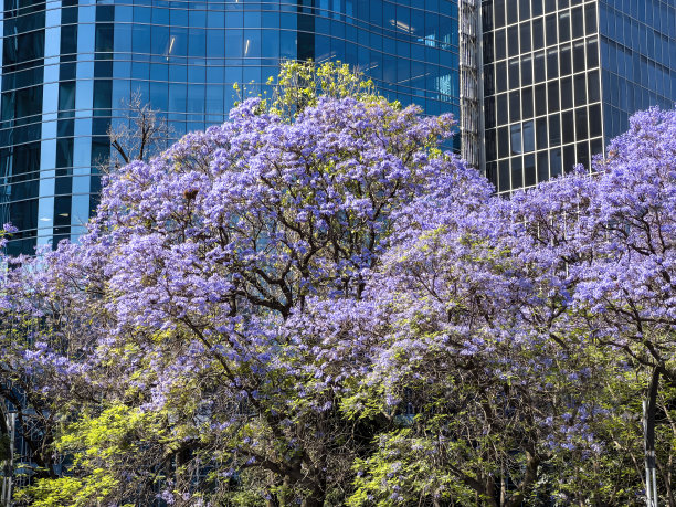 墨西哥的春天，蓝花楹开花图片下载