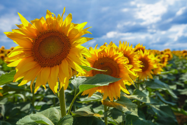 黄色的向日葵生长在春天多云的天空下图片下载