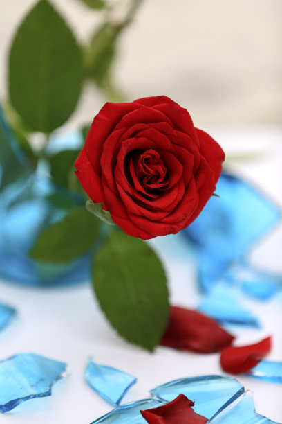 美丽的玫瑰，茎在破碎的玻璃上，孤立在白色背景上。图片下载