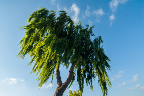 柳树在风中摇曳图片下载