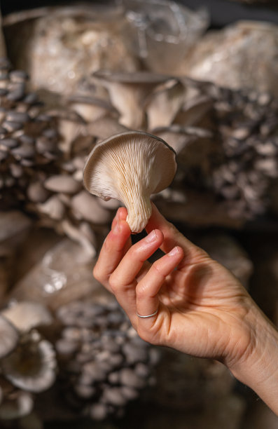 新鲜的平菇在女人的手中。图片下载