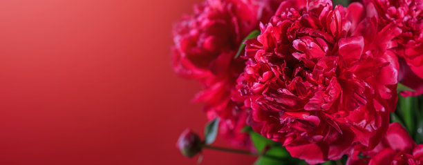 Аbstract romance background with delicate red peonies flowers, close-up图片下载