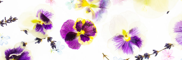 冰封花图片下载