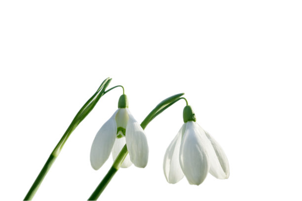 雪花莲特写。白色背景上突出的雪花莲。图片下载