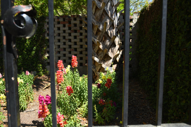 铁门后盛开的鲜花图片下载