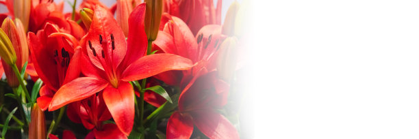 清新的百合花束，鲜红的花朵背景，适合贺卡图片下载