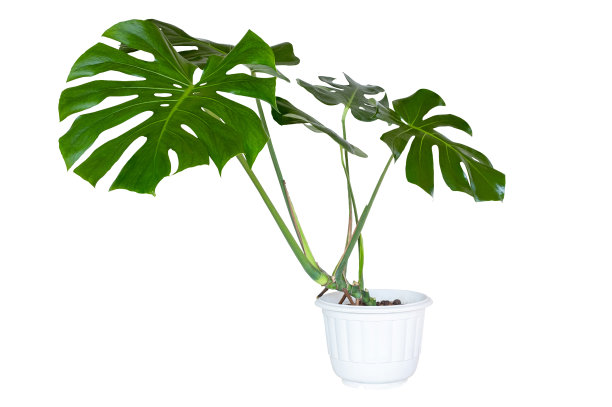 Monstera Deliciosa Monstera巨型叶子上的白色花盆，空气净化植物室孤立的白色背景与修剪路径图片下载