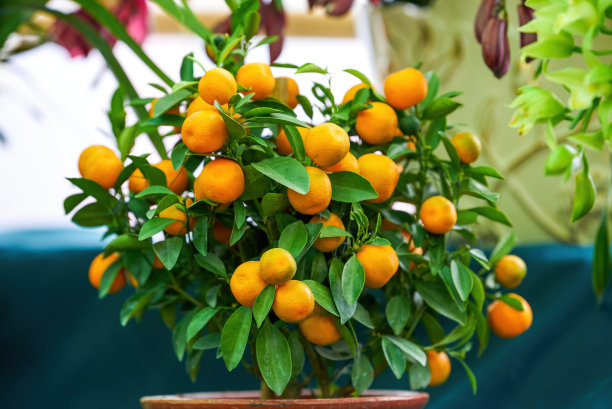 一罐装满水果的中国新年橙子的特写图片下载