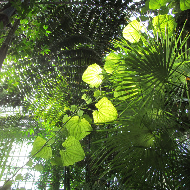 植物园温室里的绿色外来植物和树木。图片下载