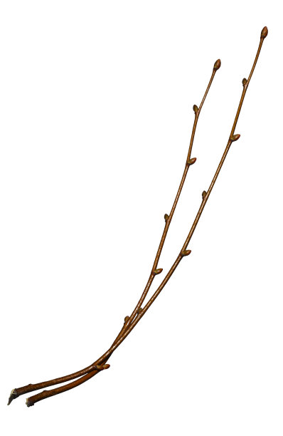 白色背景上有两根独立的树枝。枝无叶，带芽。图片下载