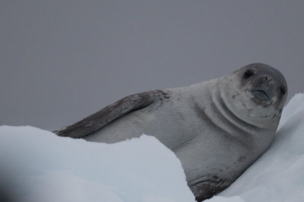 海豹图片下载