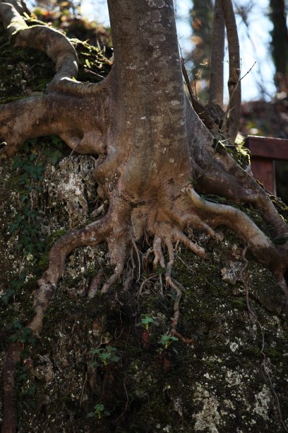 根:岩石上的树枝根图片下载