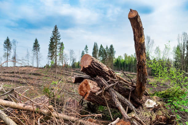 砍伐树木的景观视图。生态、环境、全球变暖的概念。图片下载