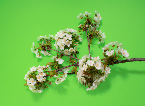 在柔和的绿色背景上开花的树枝图片下载