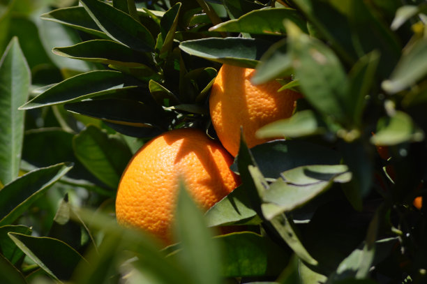 橙子在树上的特写图片下载