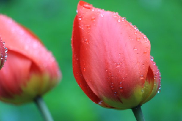 花园里的红色郁金香。水滴在郁金香花上图片下载