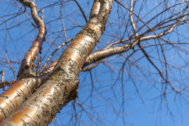 在湛蓝的天空下，李裸露着树干。没有叶子的树的底部视图。晚秋和初春的背景图片。本空间图片下载