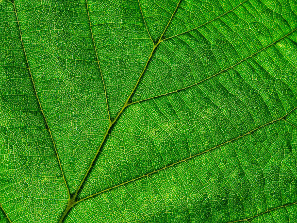 绿叶有机纹理。图片下载