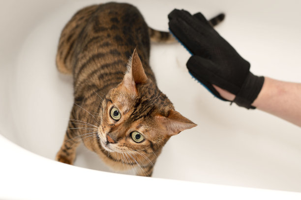 动物。一名戴着特殊手套的男子在浴室里为一只纯种家养红孟加拉猫梳理多余的毛发。图片下载