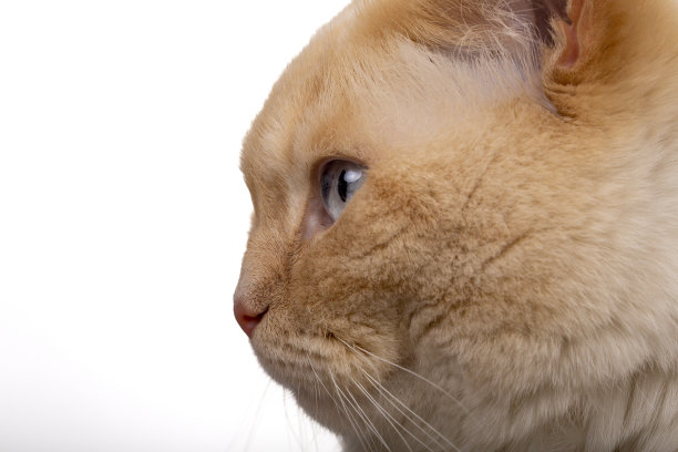 白猫头图片下载