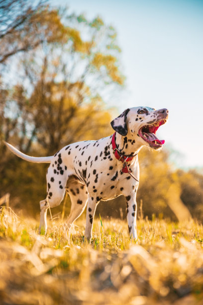 低角度拍摄了一只美丽的达尔马提亚狗，戴着红色的项圈，在日落时分漫步在美丽的大自然中。梦幻般的狗狗照片。图片下载