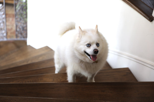 一个年轻顽皮的庞斯基图片下载