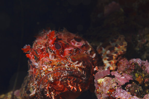 水下红蝎子鱼在深海捕鱼海洋生物地中海鲉鱼戴水肺潜水员的观点图片下载