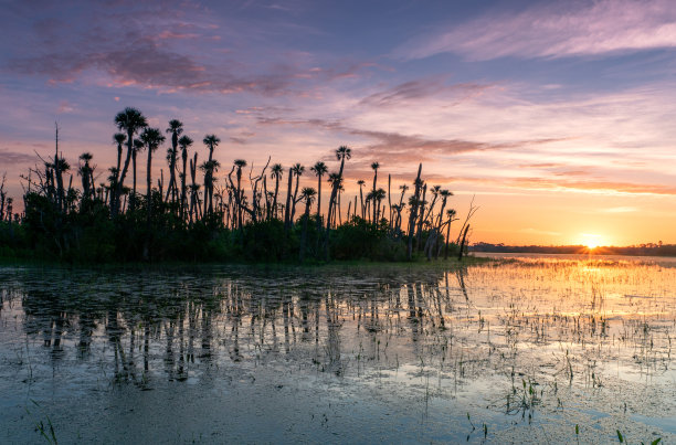 激动人心的奥兰多湿地公园在充满活力的日出在美国佛罗里达州中部图片下载