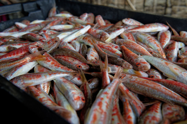 刚抓到的红鲻鱼在一个黑盒子里。复制空间，特写。图片下载