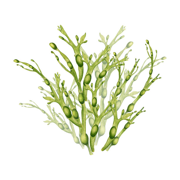 绿色海洋植物水彩画孤立在白色背景。子叶，海带，草本海藻手绘。包装、标签、广告、包装、海洋收藏的设计元素图片下载