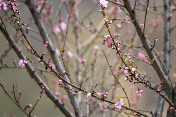 岩石彩旗在樱花树图片下载
