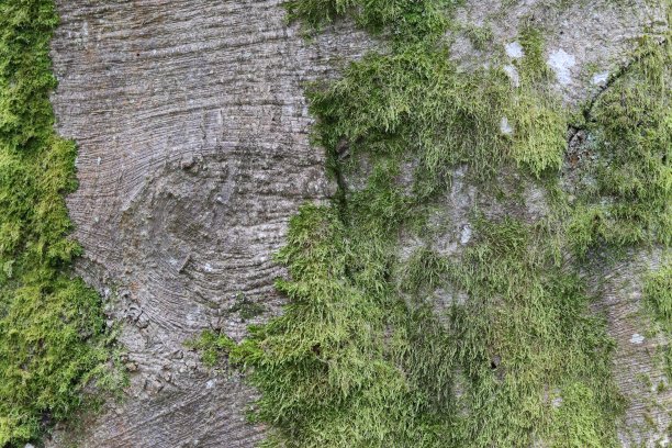 长满苔藓的古山毛榉树皮图片下载