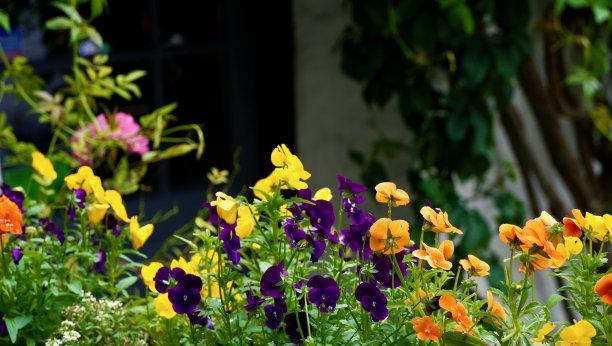 波尔佩罗(Polperro)住宅台阶上和花园上的夏日花朵图片下载