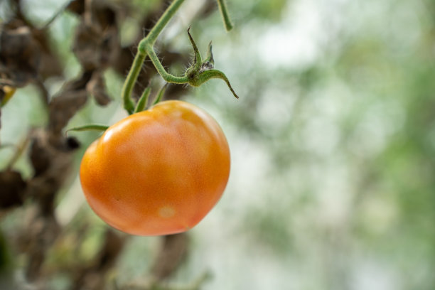 红色的西红柿。漂亮的红熟西红柿生长在温室里。园艺番茄照片与复制空间。图片下载