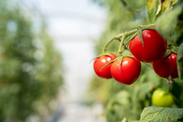 红色的西红柿。漂亮的红熟西红柿生长在温室里。园艺番茄照片与复制空间。图片下载