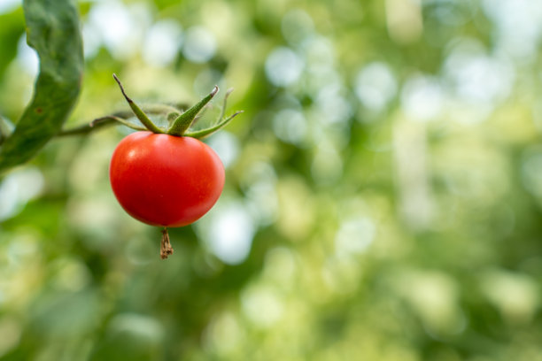 红色的西红柿。漂亮的红熟西红柿生长在温室里。园艺番茄照片与复制空间。图片下载