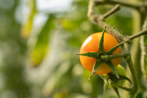 红色的西红柿。漂亮的红熟西红柿生长在温室里。园艺番茄照片与复制空间。图片下载