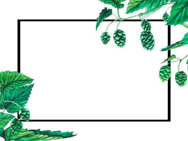 新鲜绿色啤酒花框架水彩手绘插画图片下载