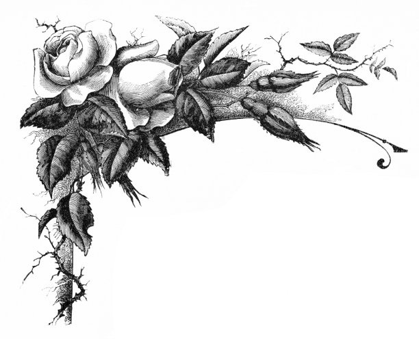 玫瑰边界，复制空间图片下载