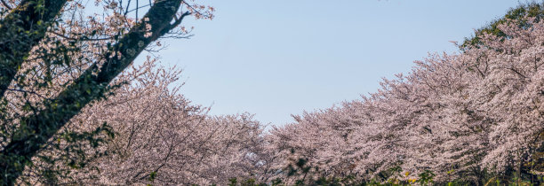 剪成横幅大小的吉野樱花盛开的图片。图片下载