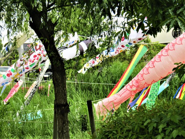 日本。五月初。孩子的一天。Koinobori，日本传统的鲤鱼形风袜。图片下载