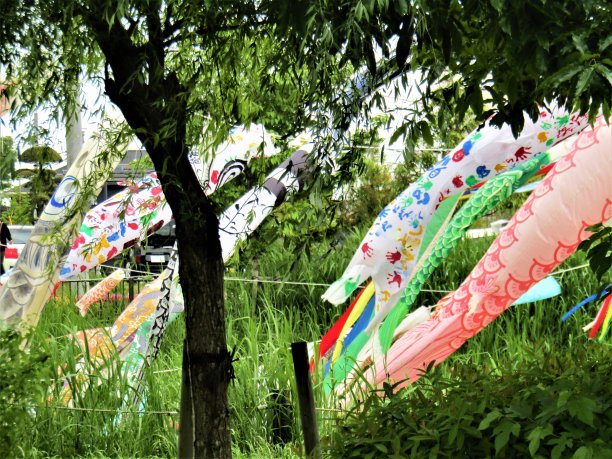 日本。五月Koinobori，日本传统的鲤鱼形风袜。图片下载