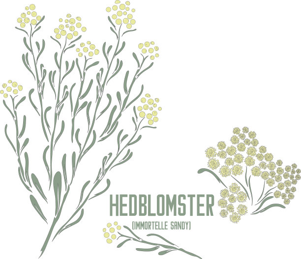 赫德布洛姆斯特花在彩色绘制矢量插图图片下载