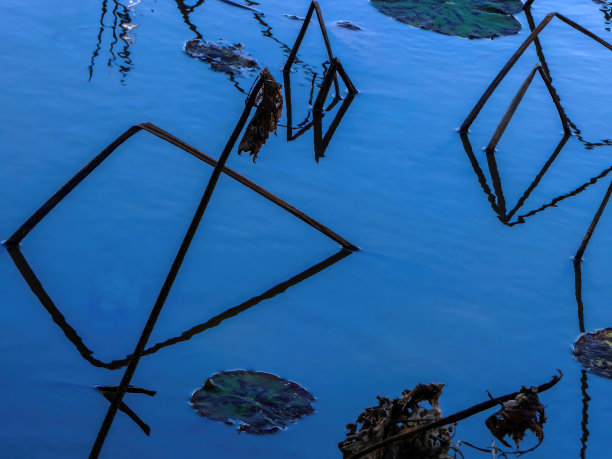 荷花和睡莲叶的优雅图案设计图片下载