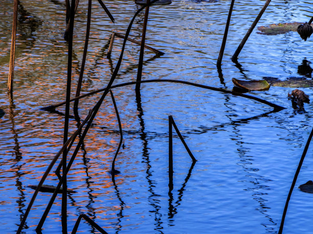 荷花和睡莲叶的优雅图案设计图片下载