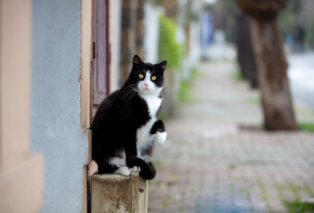 黑白流浪猫。图片下载